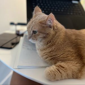 Meet your Posher, Siqi